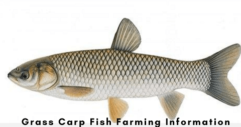Grass Carp Fish Farming