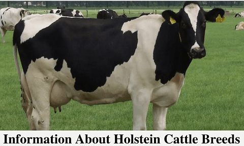 Holstein Cattle Breed