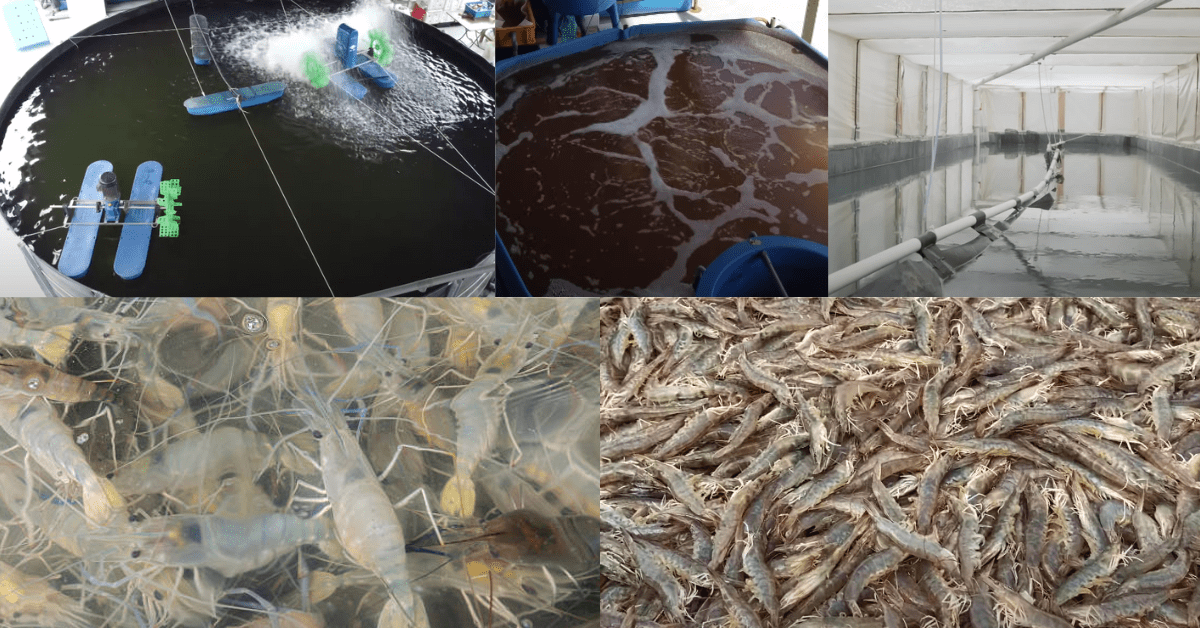 Indoor Shrimp Farming