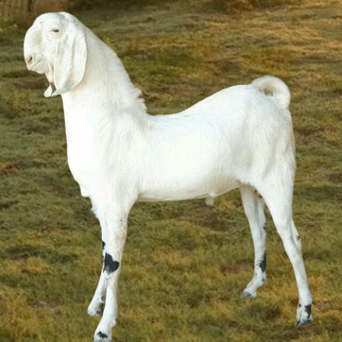 Jamunapari Goat Breed