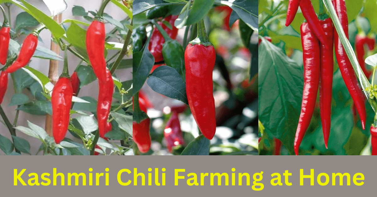Kashmiri Chili Farming