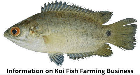 Koi Fish Farming
