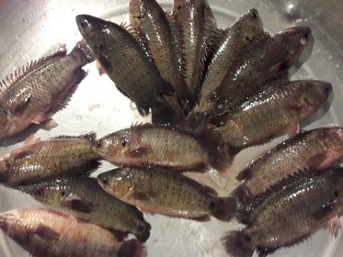 Koi Fish Farming Business