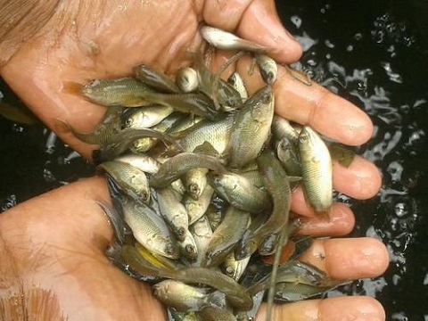 Koi Fish Farming