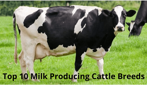 Milk Producing Cattle Breeds
