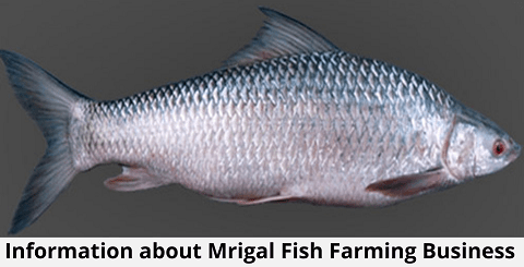 Mrigal Fish Farming