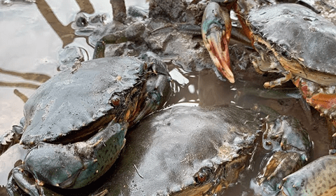 Mud Crab Fattening