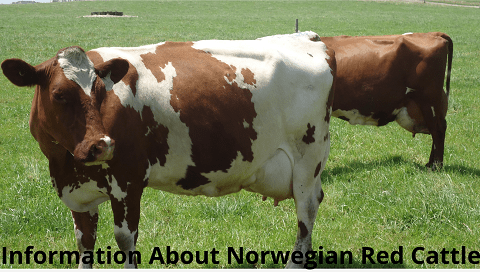 Norwegian Red Cattle Breed