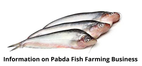 Pabda Fish Farming