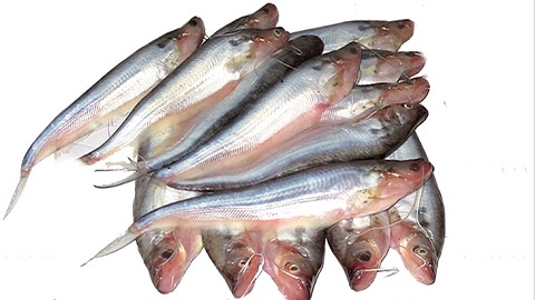 Pabda Fish Farming Business