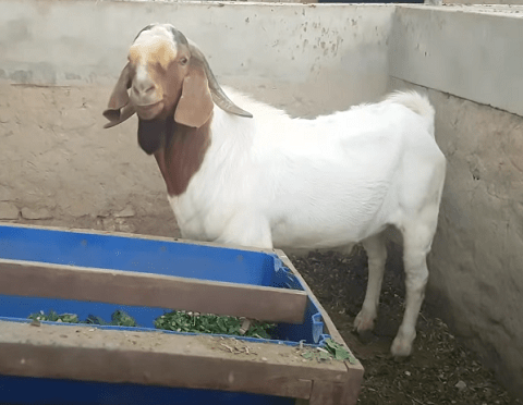 Pakistani goat breeds