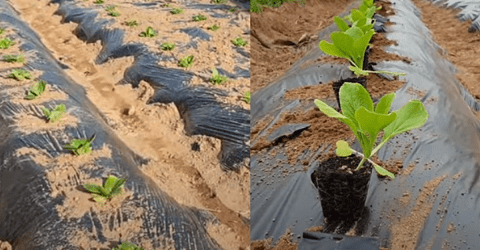 Planting Cabbage