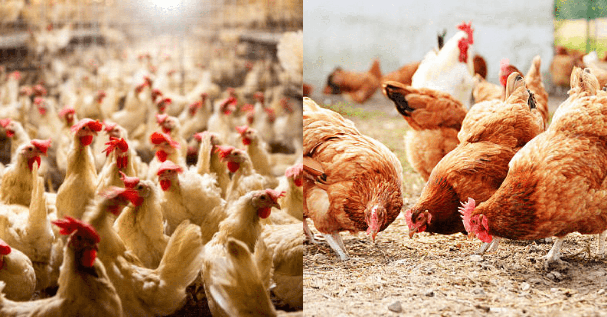 Poultry Farming in Ghana