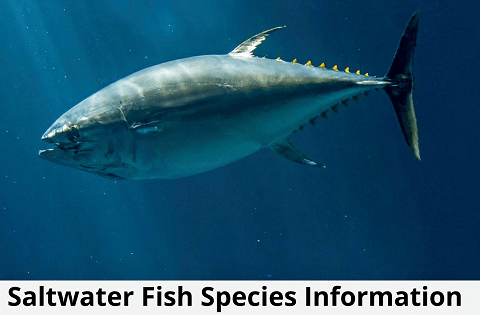 Saltwater Fish Species