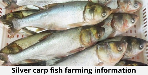 Silver Carp Fish Farming