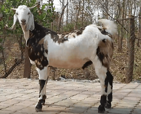 Sindh Desi Goat Breed
