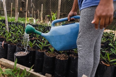 Smart Watering Tips for Vegetable Garden