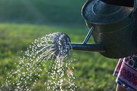 Smart Watering Tips for Vegetable Garden