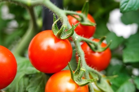 Steps For Commercial Tomato Farming