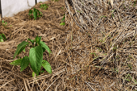 The Role of Mulch in Chili Pepper Cultivation