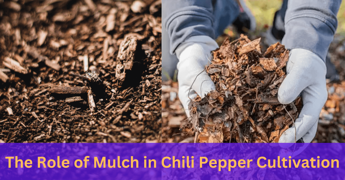 Role of Mulch in Chili Pepper Cultivation
