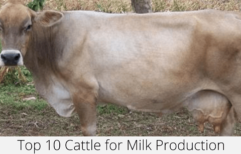 Cattle for Milk Production