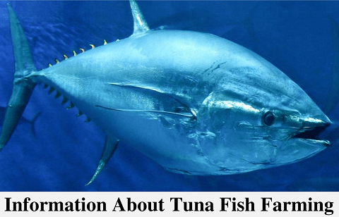 Tuna Fish Farming
