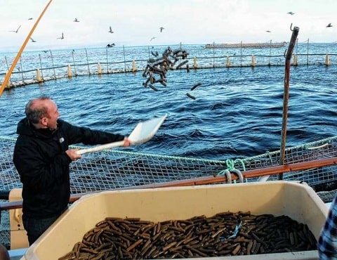 Feeding in the Tuna Fish Farm 