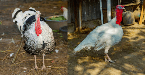 Turken Chicken Breed