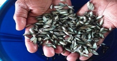 Vietnam koi fish farming