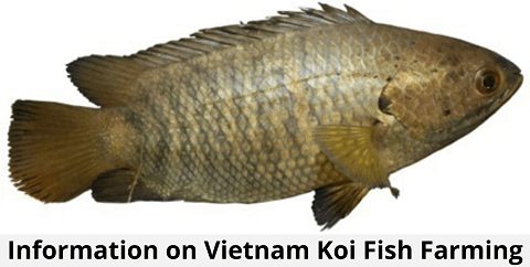 Vietnam Koi Fish Farming
