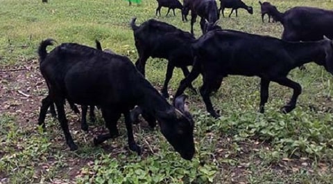 goat breeds in Bangladesh