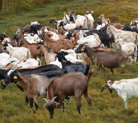 Best Goat Breeds in Bhutan
