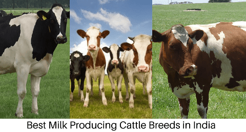 Milk Producing Cattle Breeds in India