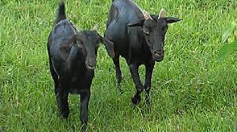 Black Bengal Goat Breed