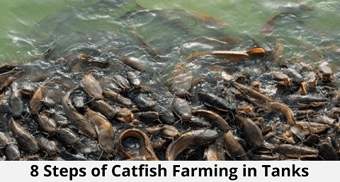 Catfish Farming