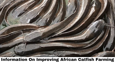 Commercial African Catfish Farming