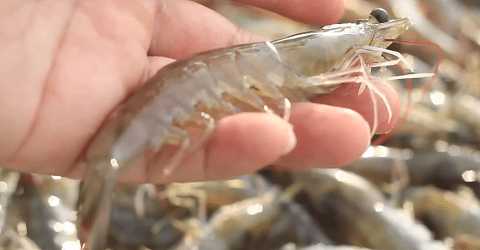 indoor shrimp farming