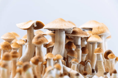 commercial mushroom farming