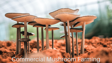 Commercial Mushroom Farming
