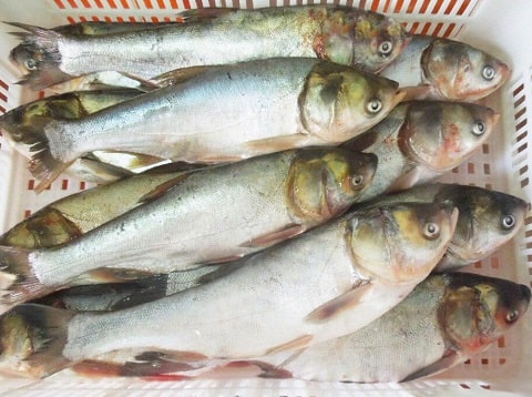 Silver carp fish farming commercially